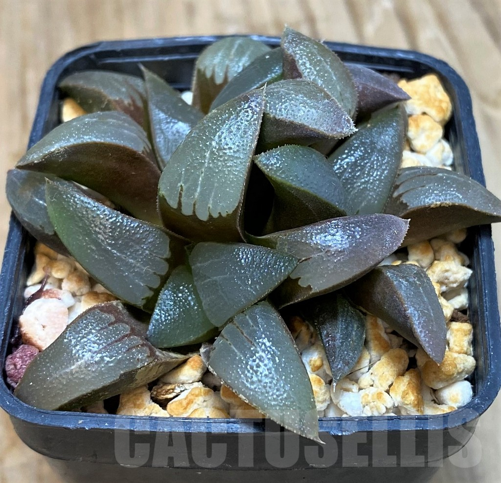 SH11630 Haworthia bayeri - Image 3