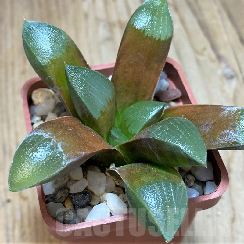 SH11614 Haworthia bayeri