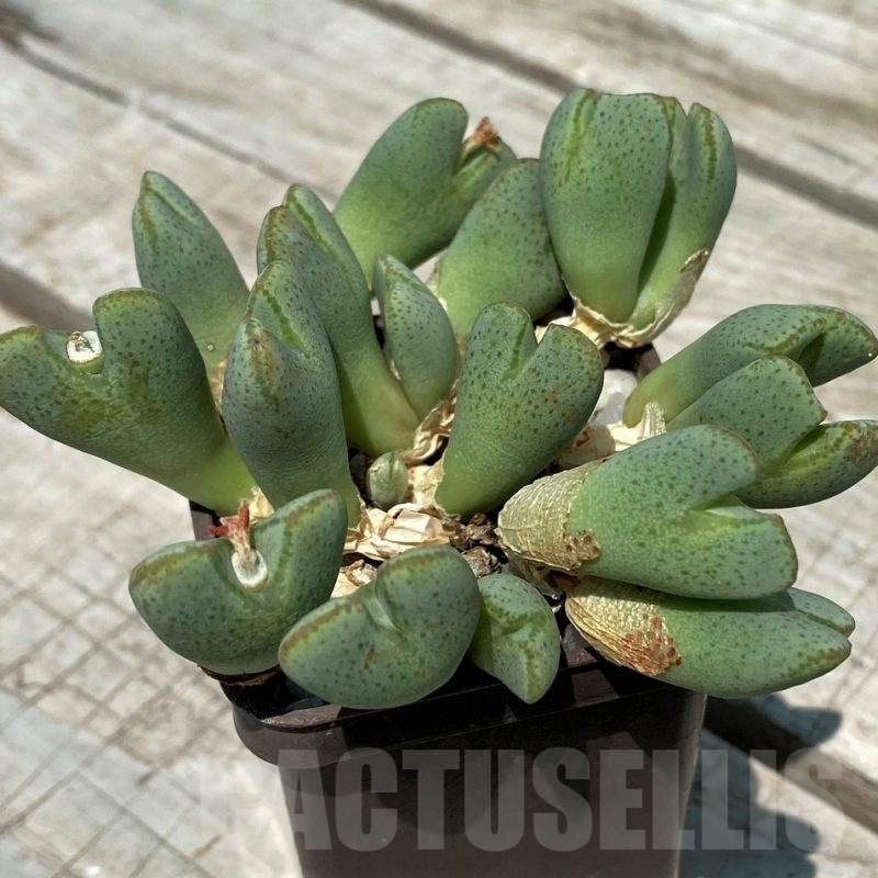 SH11808 Conophytum taylorianum ssp. ernianum