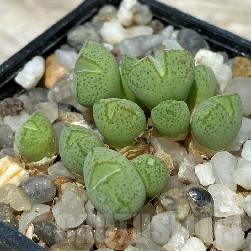 SH11809 Conophytum klinghardtense ISI 1135 -Heioabi-