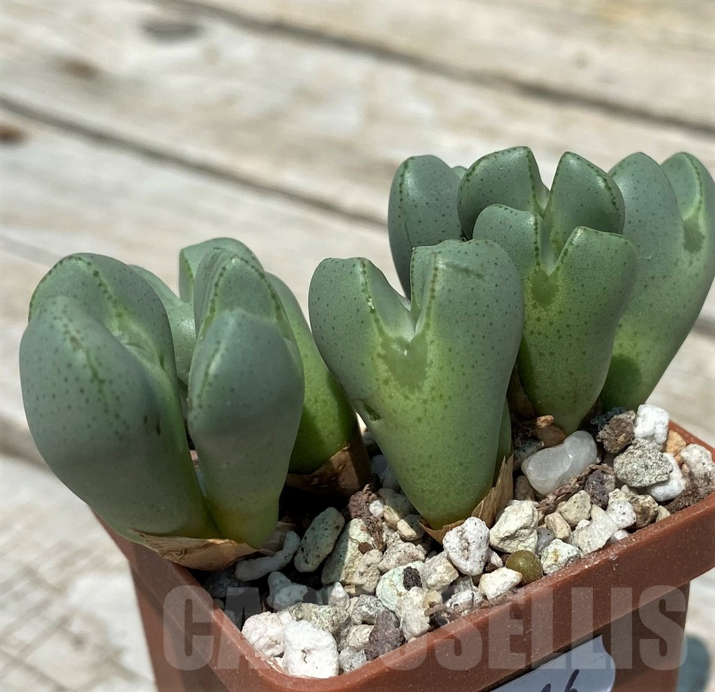 SH11816 Conophytum meyeri f. ovigerum, Augrabies - Image 2