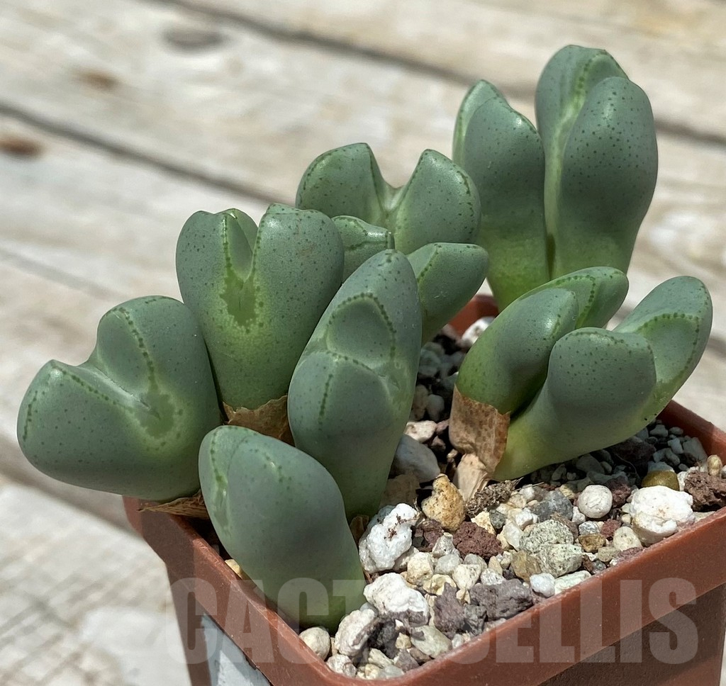 SH11816 Conophytum meyeri f. ovigerum, Augrabies - Image 3