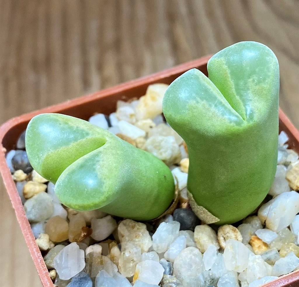 SH11915 Conophytum longum SB 1066 – Bild 2