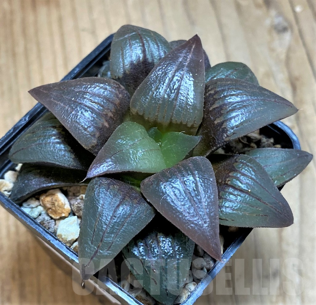 SH12046 Haworthia atrofusca HA-4