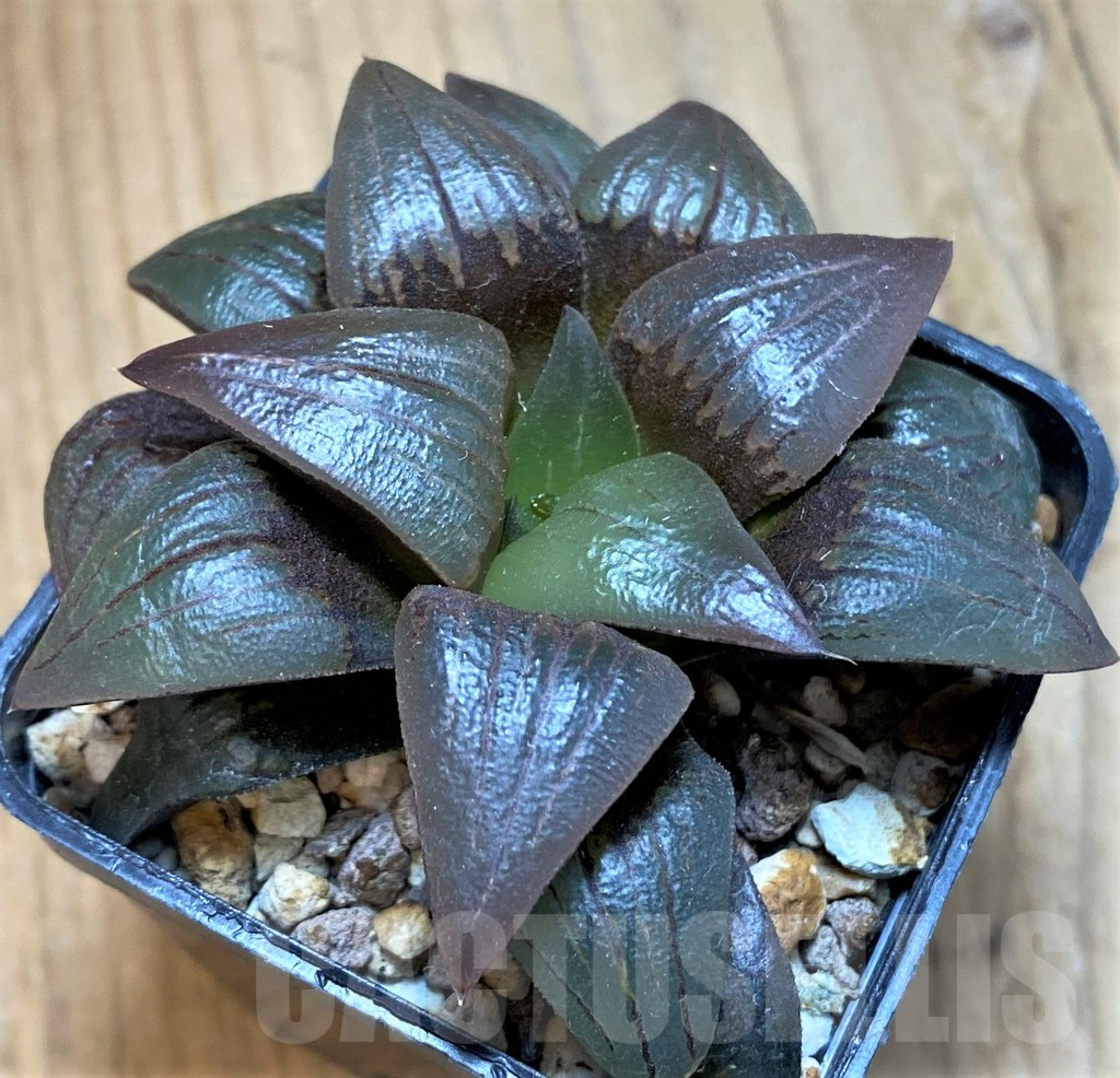 SH12046 Haworthia atrofusca HA-4 - immagine 2