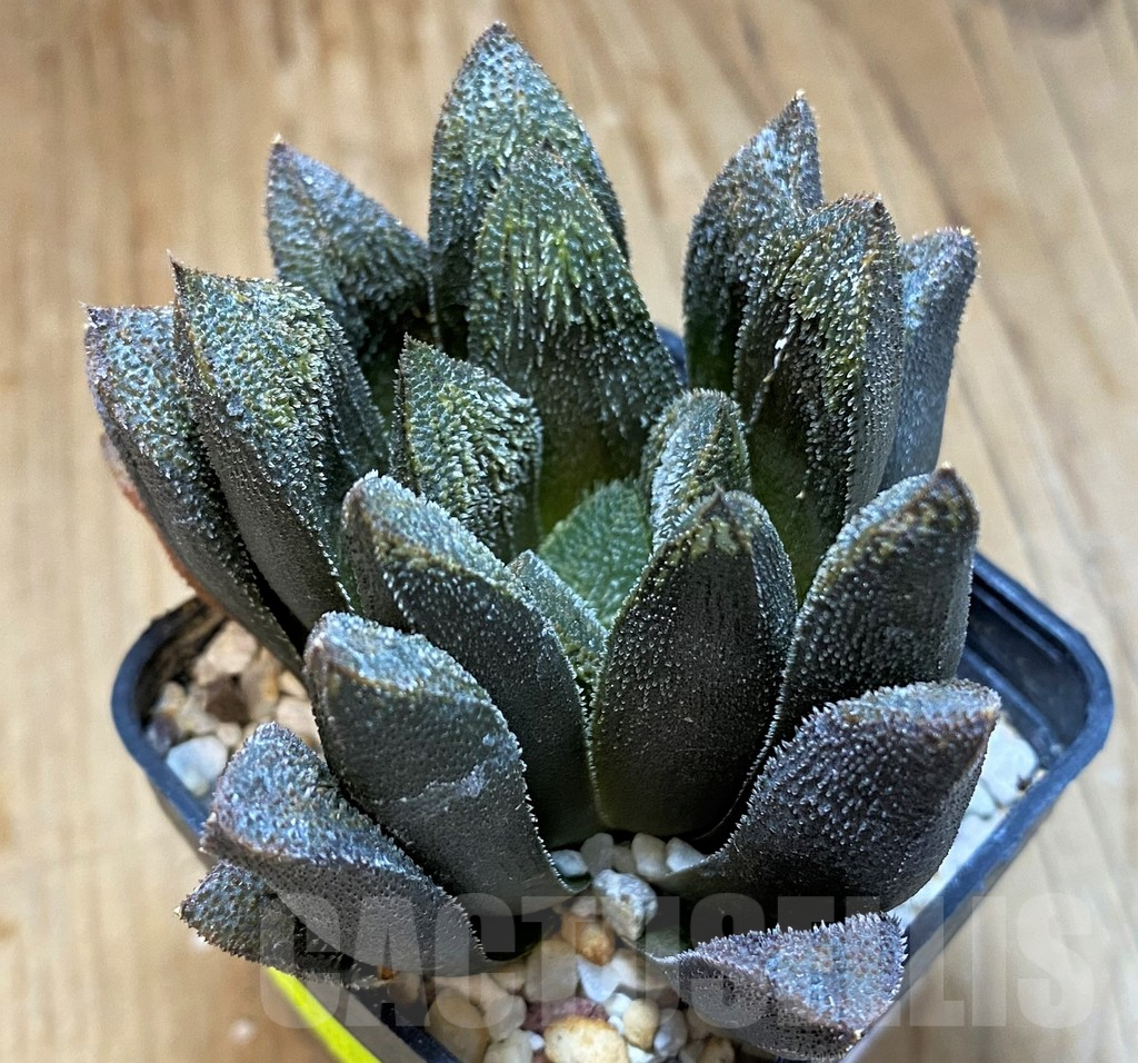 SH12047 Haworthia 'Chocolate' hybrid - immagine 2