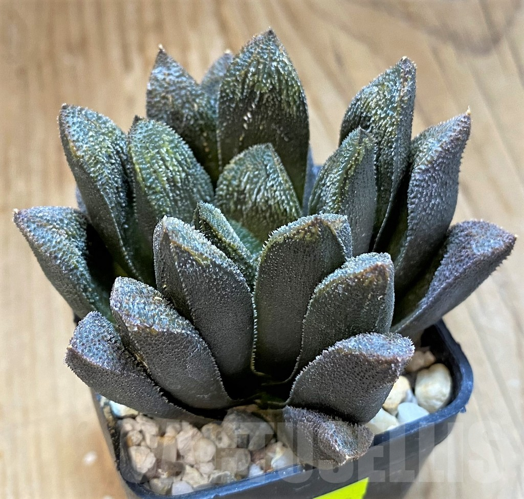 SH12047 Haworthia 'Chocolate' hybrid
