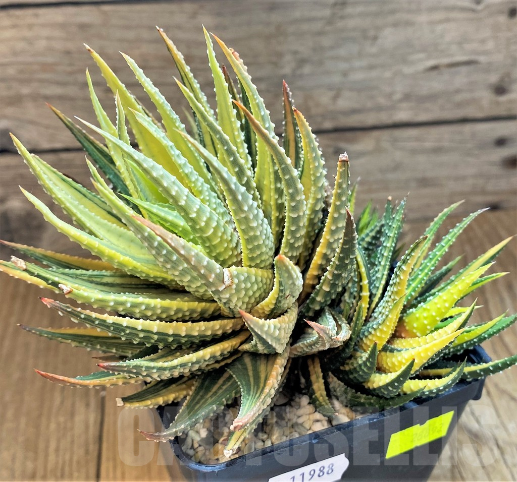 SH11988 Haworthia fasciata variegata - Image 2