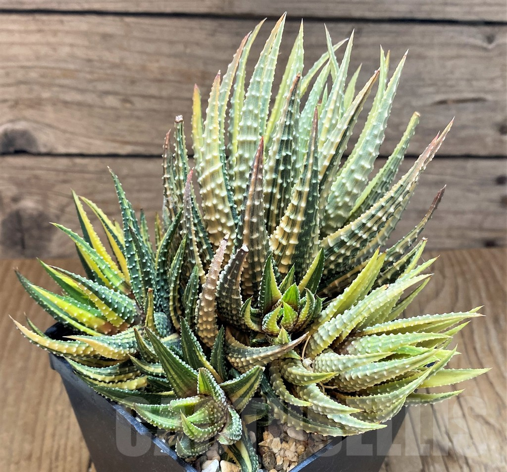 SH11988 Haworthia fasciata variegata