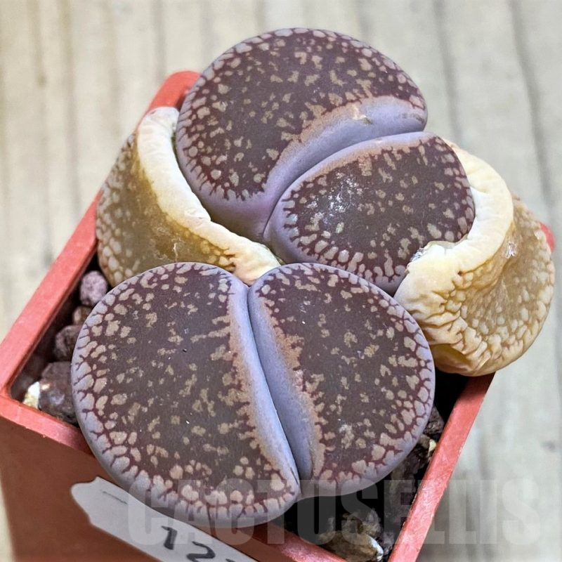 SH12307 Lithops aucampiae C3