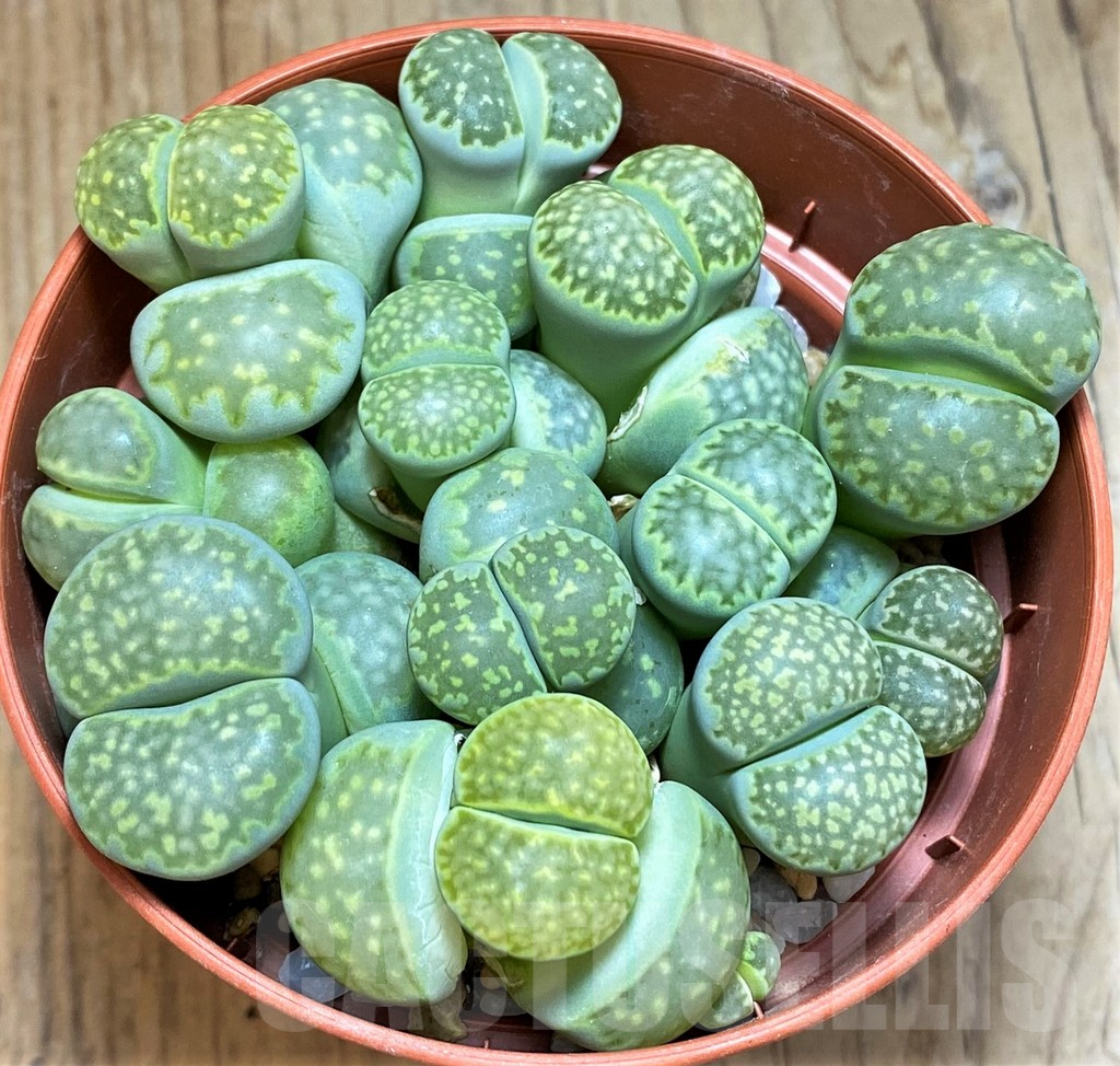 SH12294 Lithops julii v.fulleri ‘Fullergreen’ mix