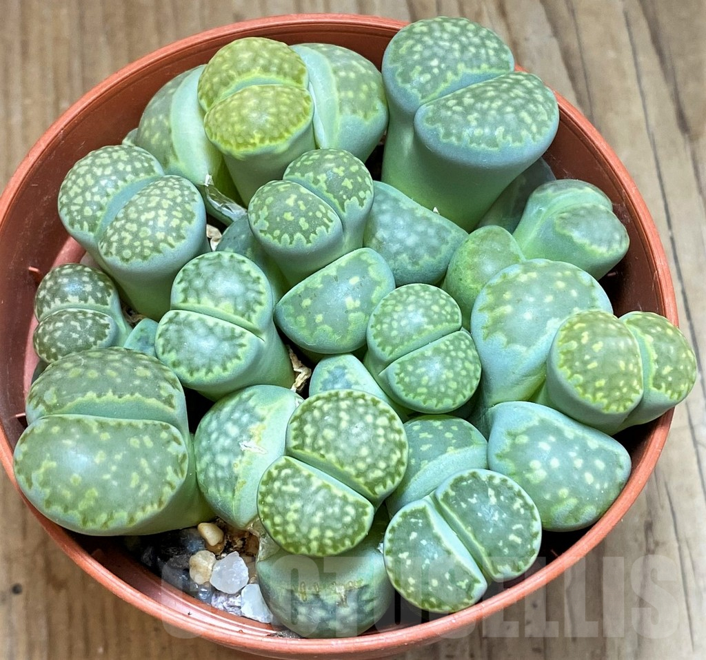 SH12294 Lithops julii v.fulleri ‘Fullergreen’ mix - Image 2