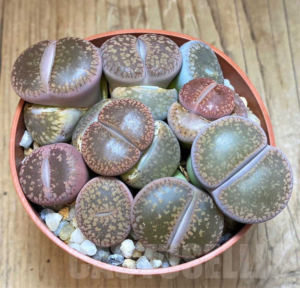 SH12296 Lithops aucampiae mix