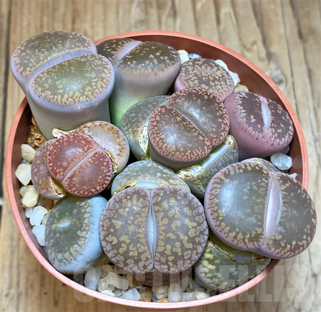 SH12296 Lithops aucampiae mix - Image 2