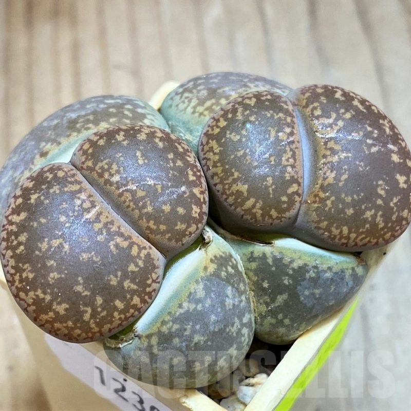 SH12304 Lithops aucampiae v. euniceae