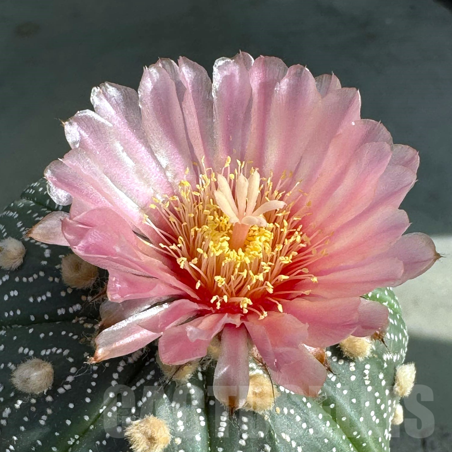 SHPR29654 Astrophytum asterias Pink flowers, grafted