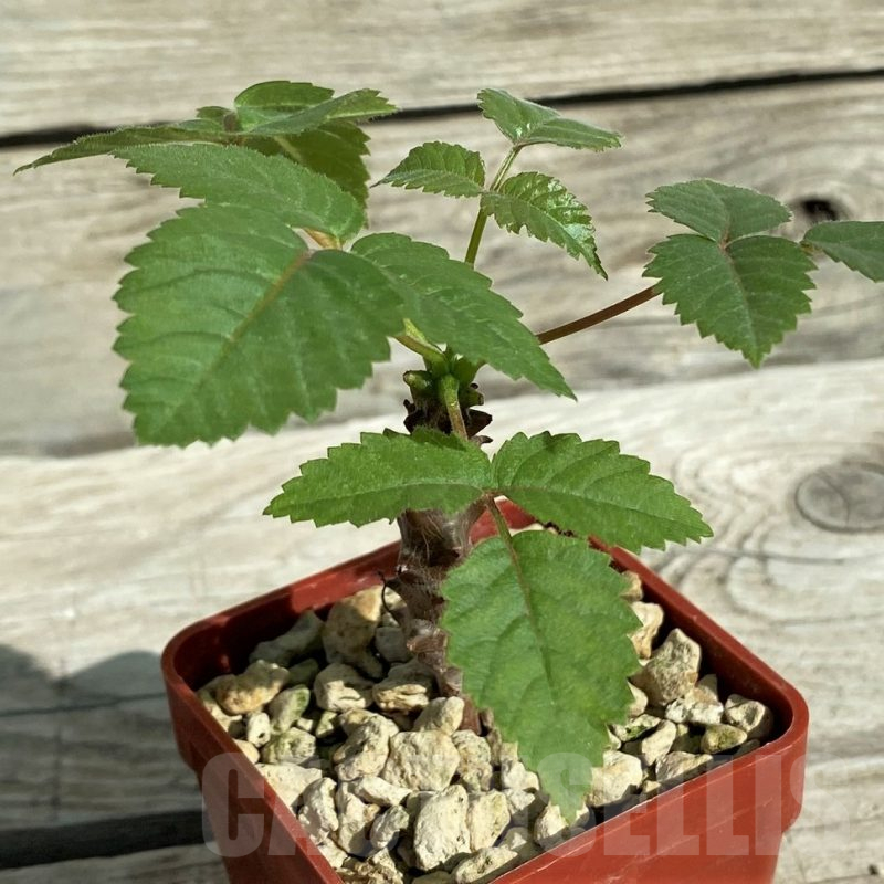 SH17378 Beiselia mexicana