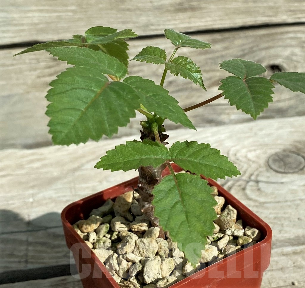 SH17378 Beiselia mexicana