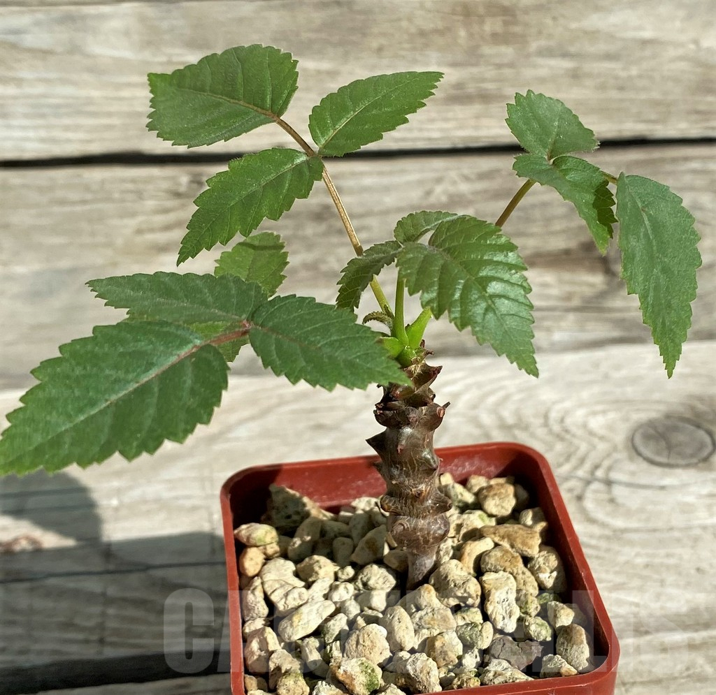 SH17378 Beiselia mexicana - Obrázek 2