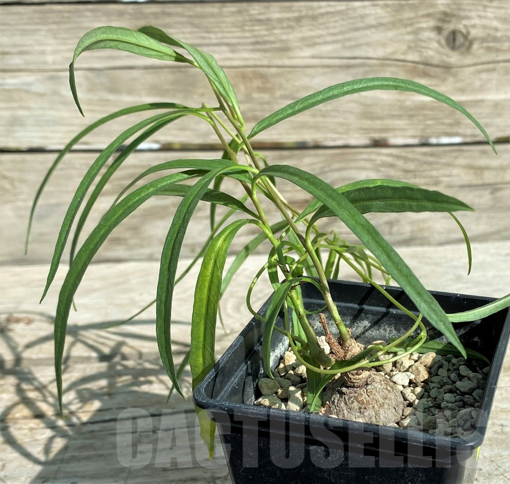 SH17392 Ipomoea lapathifolia ES 21259