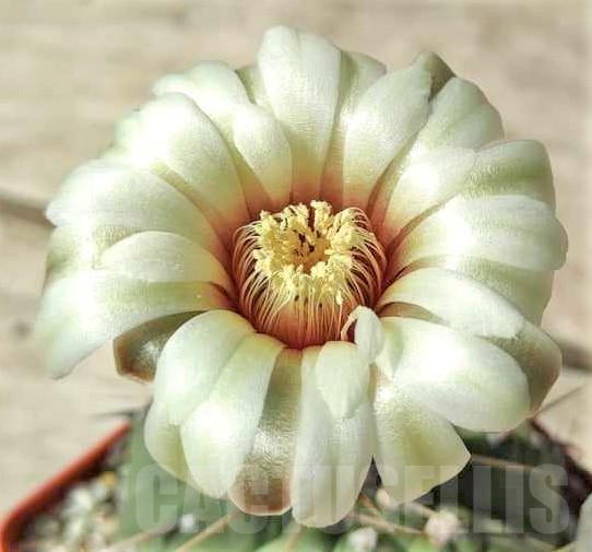 SHPR28327 Gymnocalycium vatteri v. altautinense, 12 year old