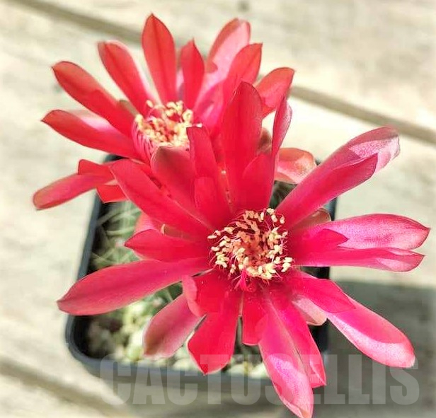 SHPR28328 Gymnocalycium baldianum