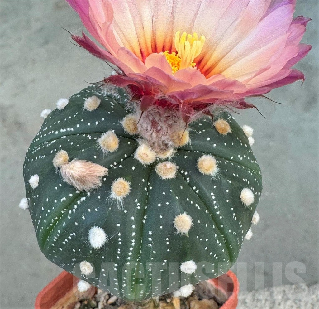 SHPR28074 Astrophytum asterias Pink, grafted - Image 2