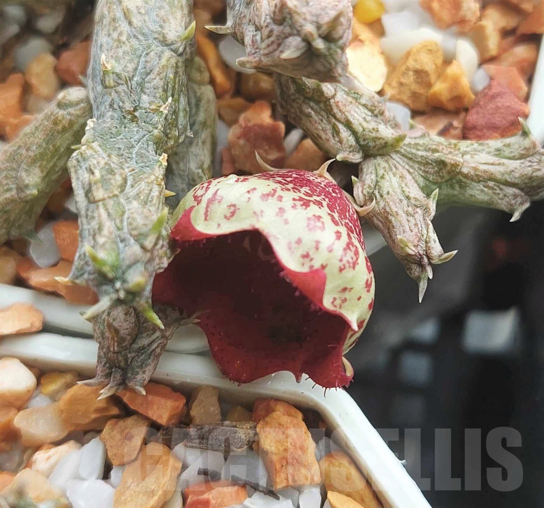 SHPR29269 Stapelianthus hybrid