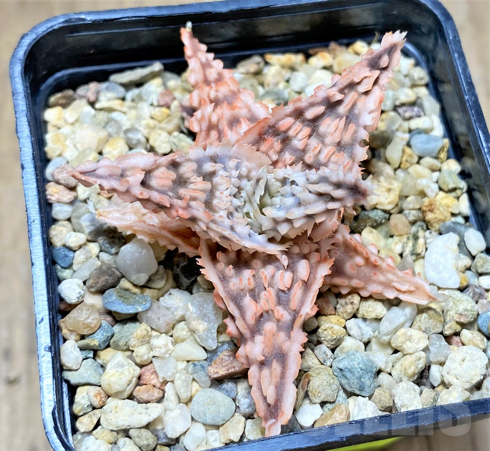 SHPR28367 Aloe TCT hybrid - Image 2