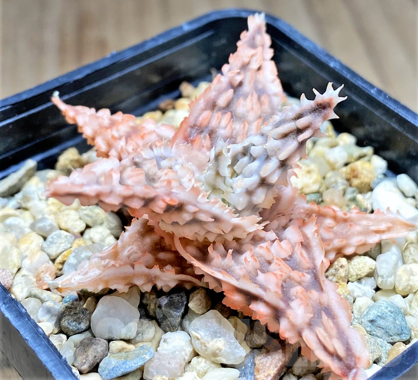 SHPR28367 Aloe TCT hybrid - Image 3