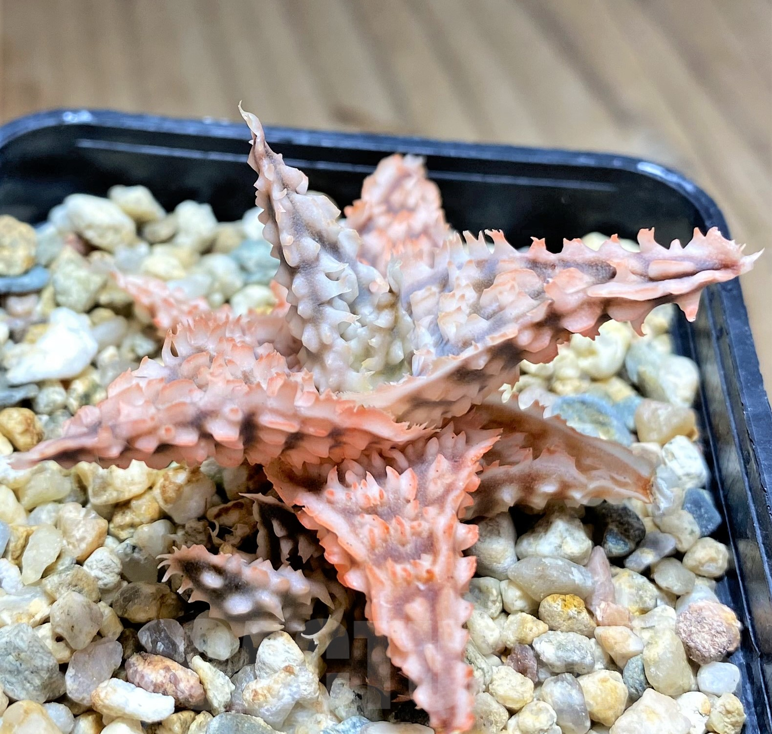 SHPR28367 Aloe TCT hybrid