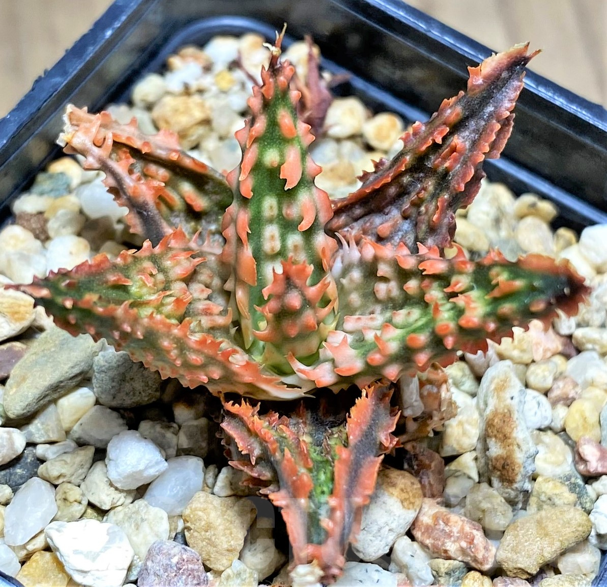 SHPR28368 Aloe TCT hybrid - Imagen 2