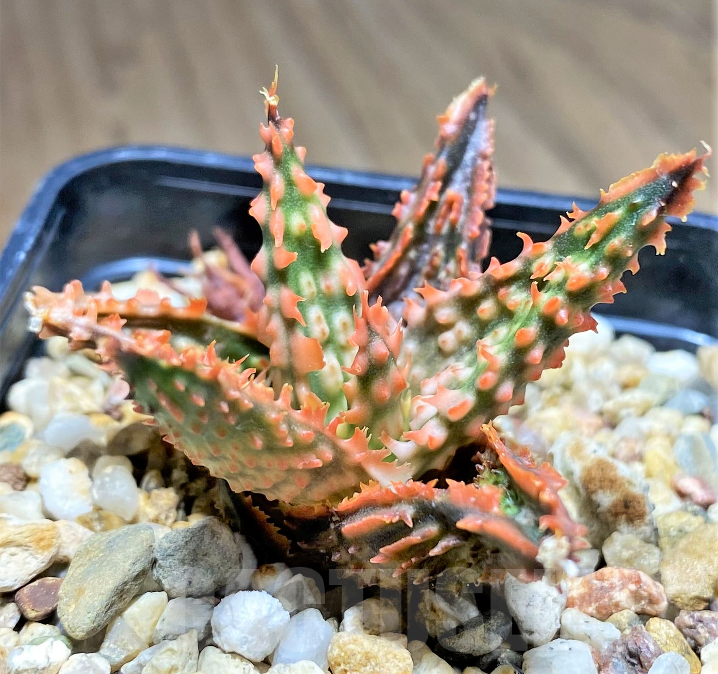 SHPR28368 Aloe TCT hybrid