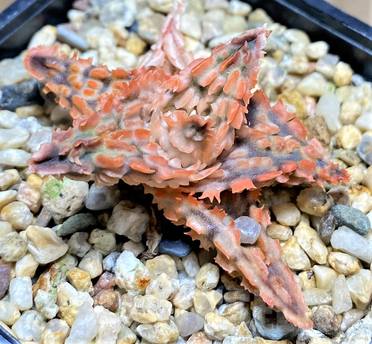 SHPR28369 Aloe TCT hybrid - Imagen 2