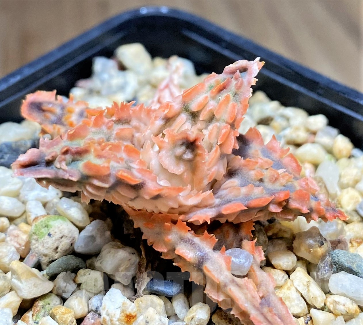 SHPR28369 Aloe TCT hybrid