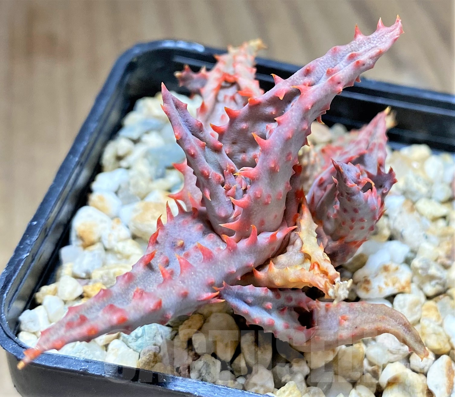 SHPR28370 Aloe hybrid