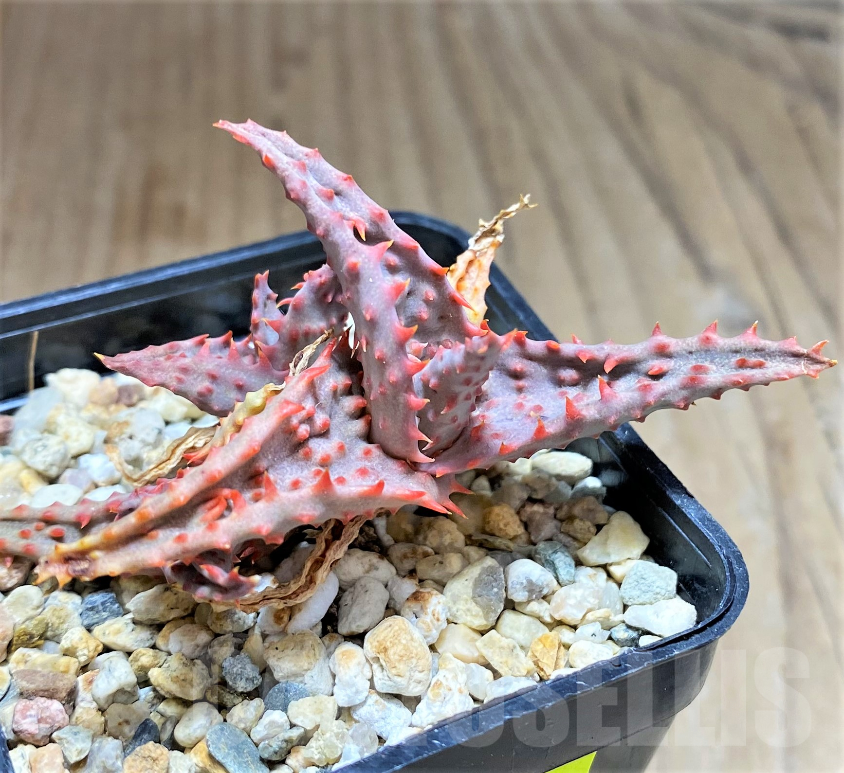 SHPR28370 Aloe hybrid - Image 2