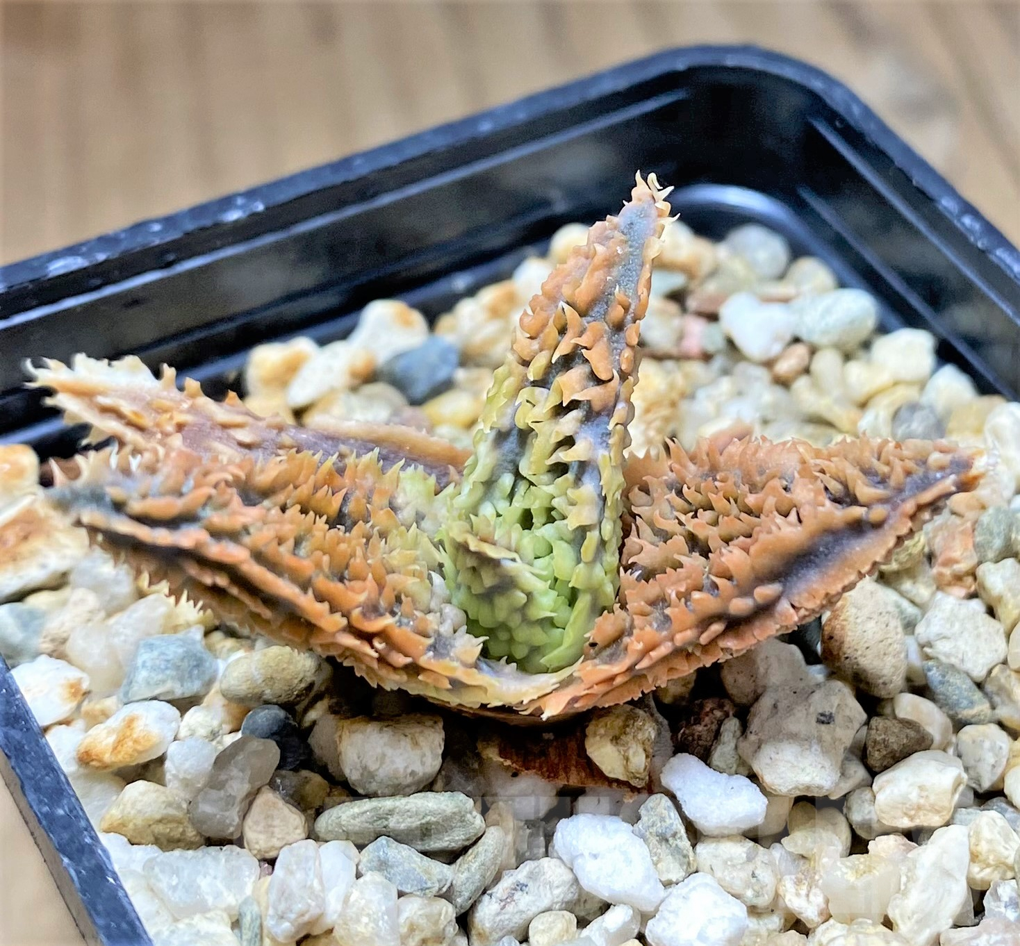 SHPR28371 Aloe TCT hybrid - 画像 (2)