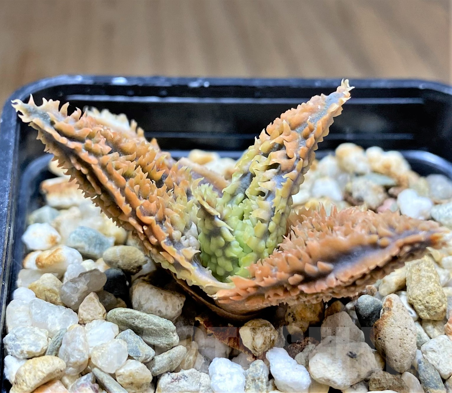 SHPR28371 Aloe TCT hybrid