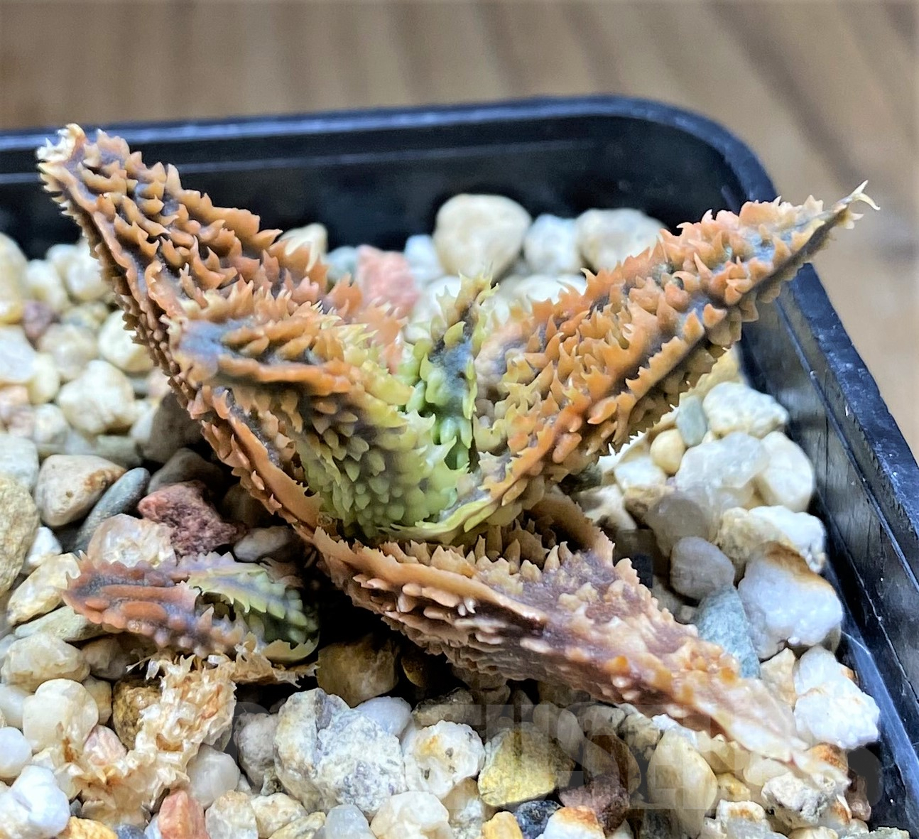 SHPR28371 Aloe TCT hybrid - 画像 (3)