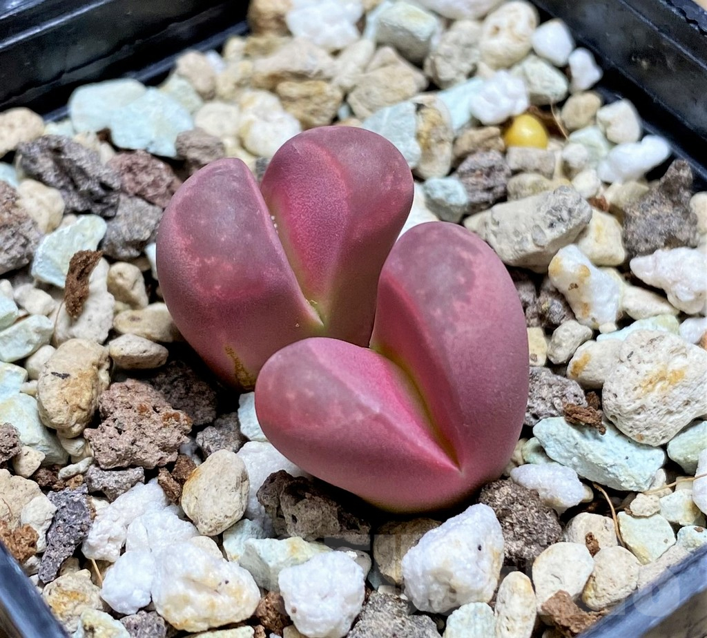 SHPR28430 Lithops optica 'Rubra' - immagine 2