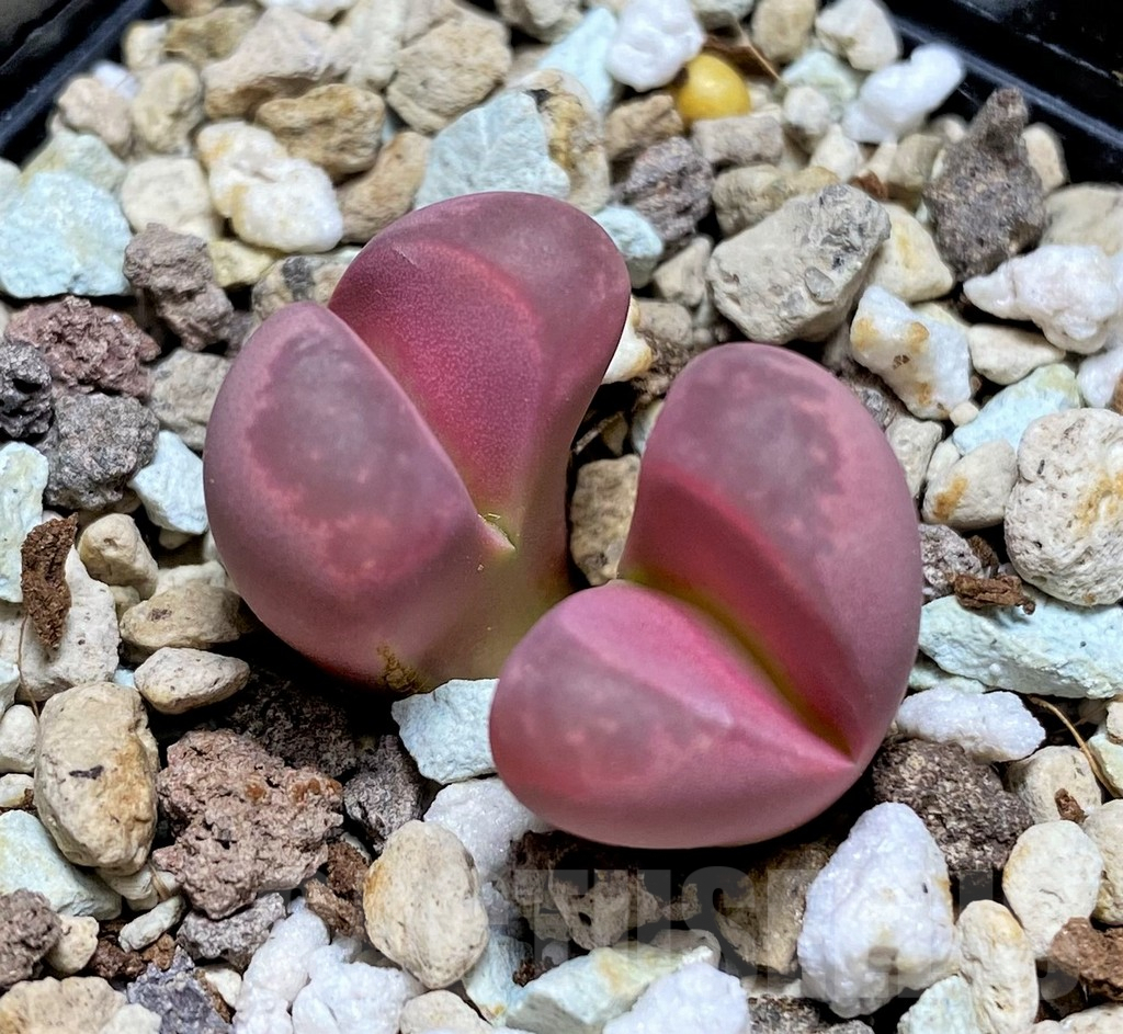 SHPR28430 Lithops optica 'Rubra'