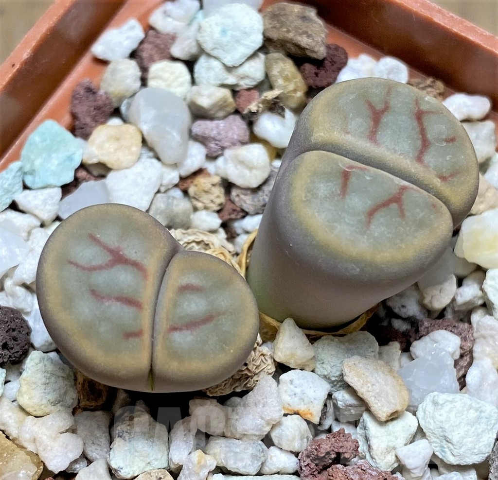 SHPR28431 Lithops schwantesii v. marthae C148 - Image 2