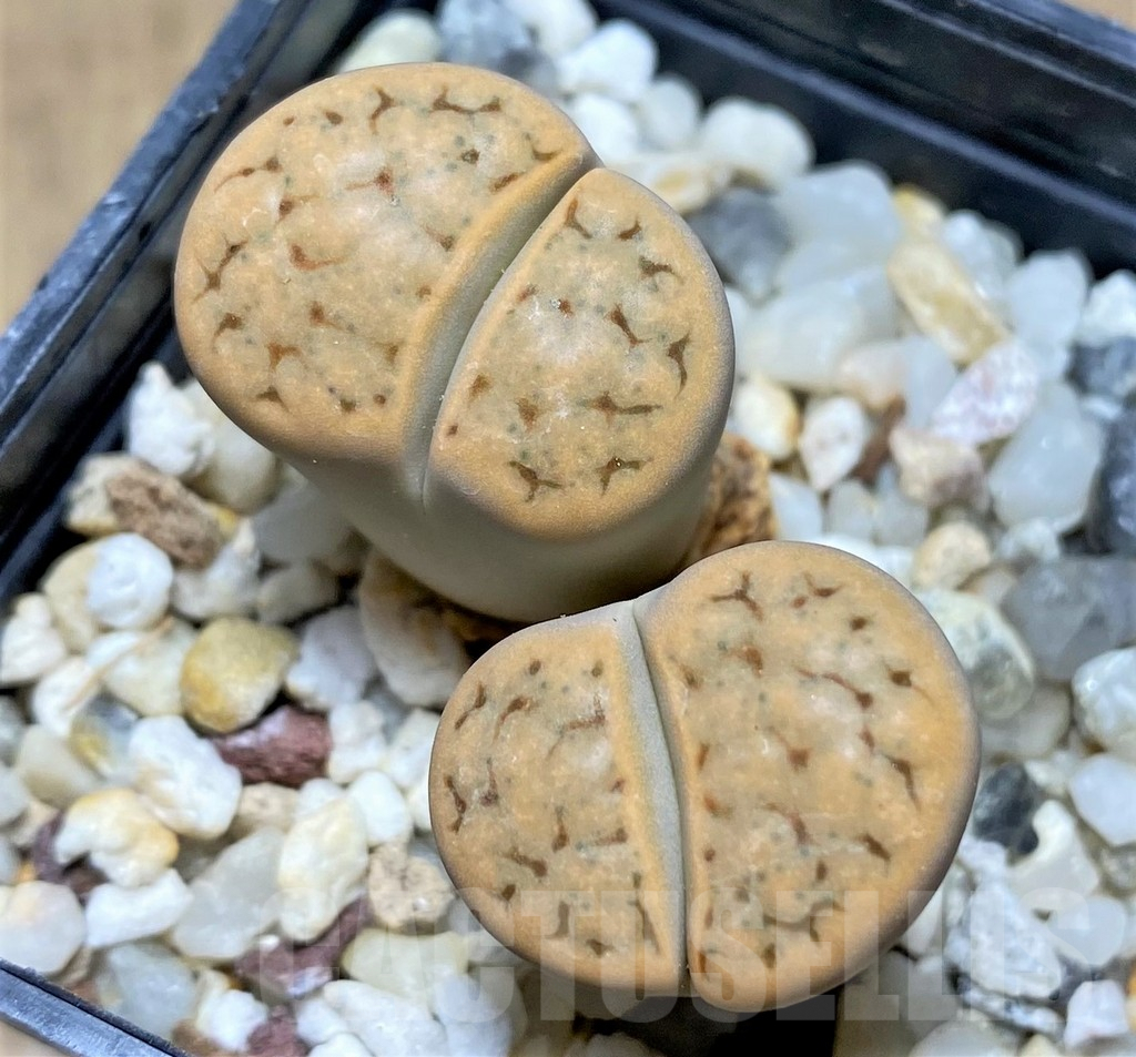 SHPR28432 Lithops schwantesii v. christinae