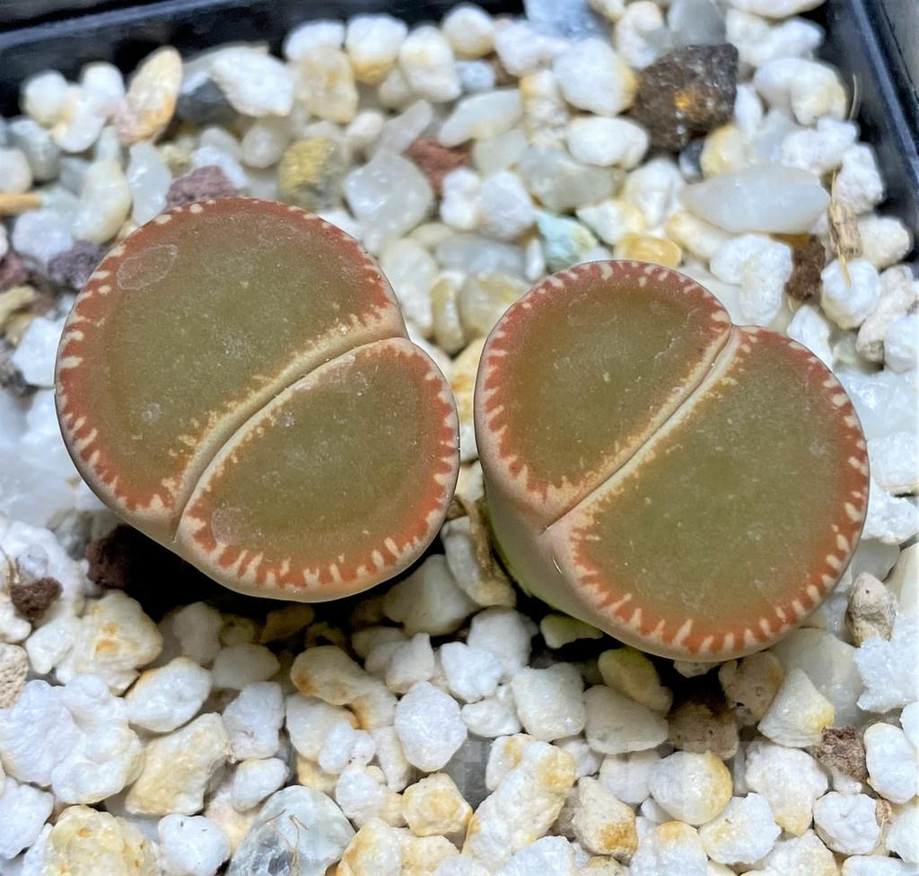 SHPR28434 Lithops aucampiae - Obrázek 2