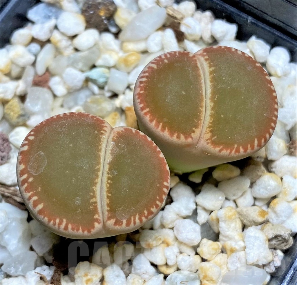 SHPR28434 Lithops aucampiae