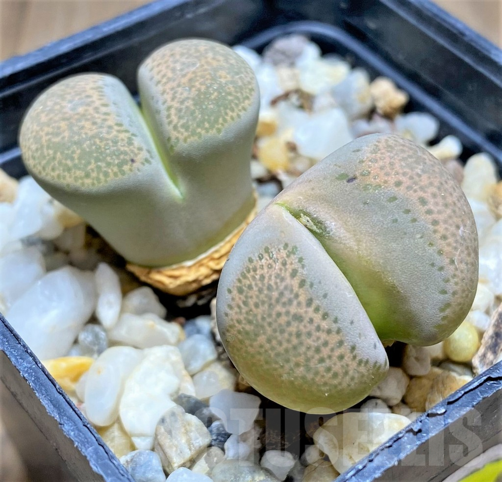SHPR28435 Lithops terricolor C134 - immagine 2