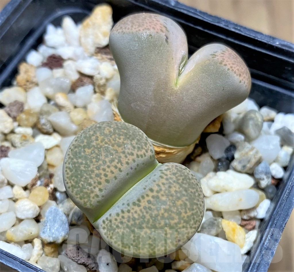 SHPR28435 Lithops terricolor C134