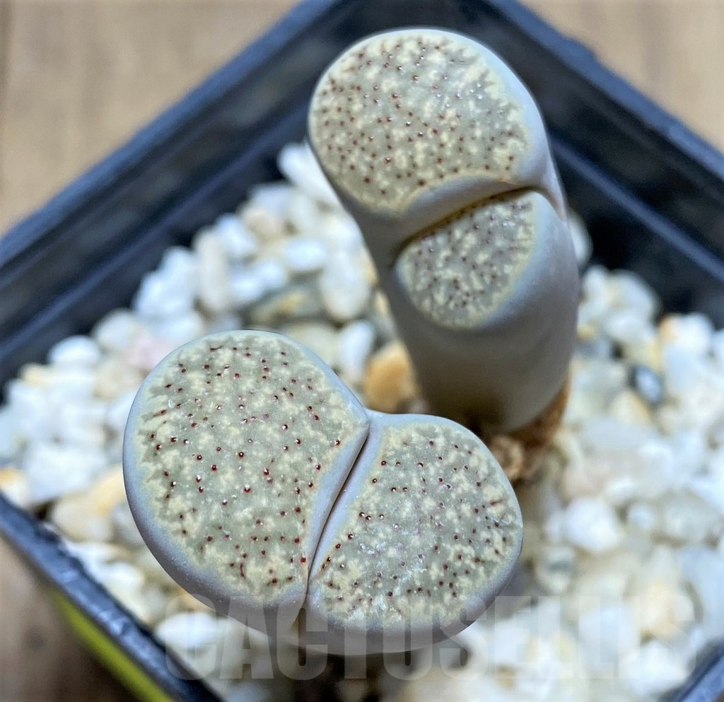SHPR28438 Lithops verruculosa