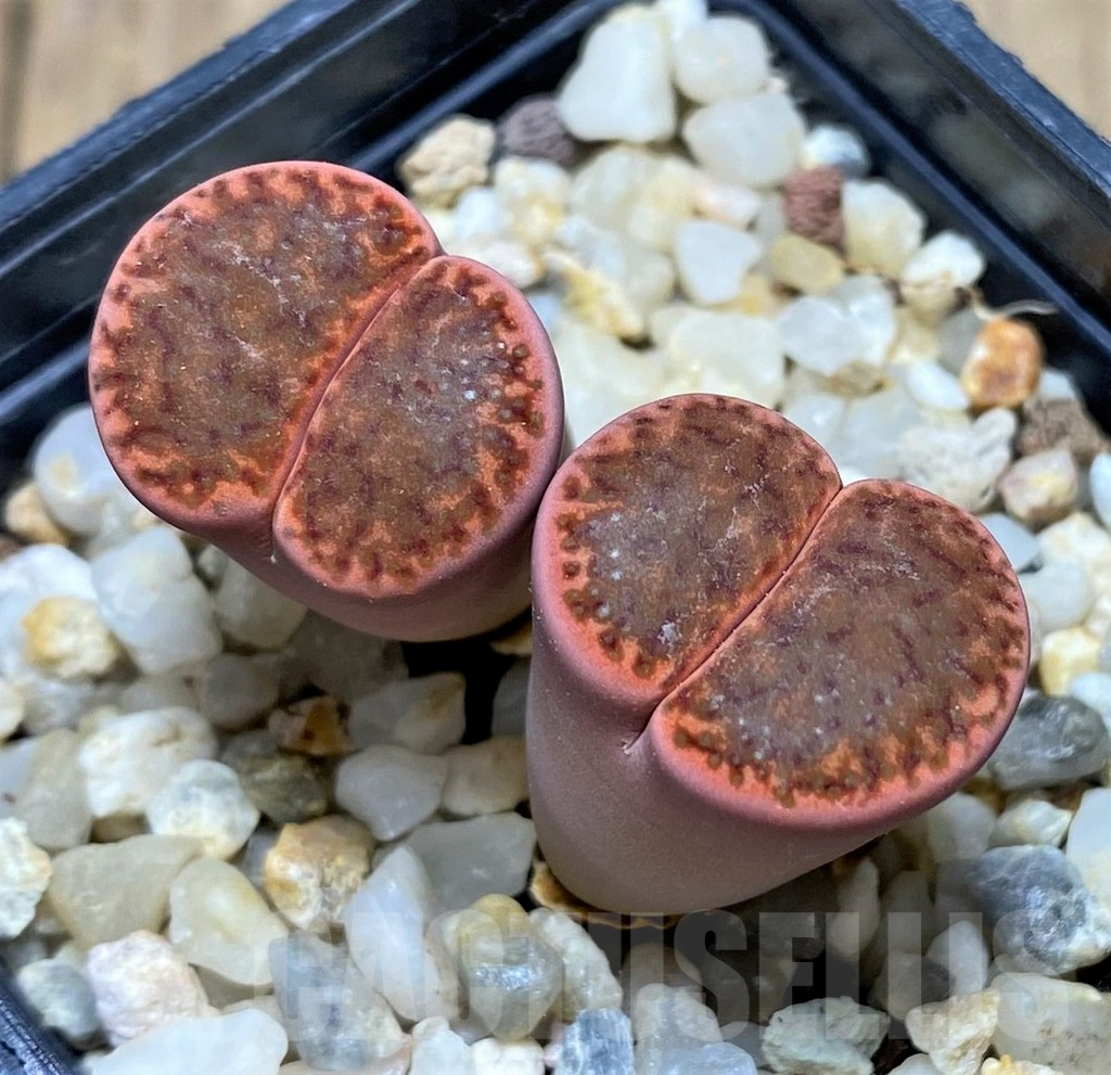 SHPR28441 Lithops bromfieldii v. glaudinae -80km West Witsond- - Image 2